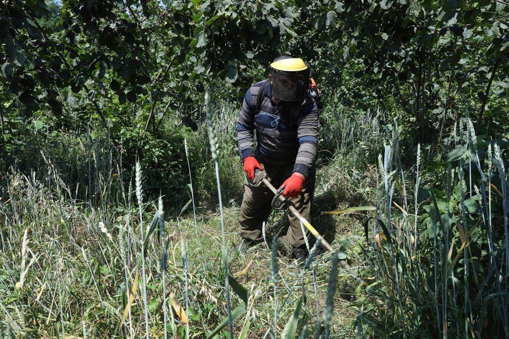 FINDIK BAHÇELERİNİN ALTI YEM KAYNAĞI HALİNE GELİYOR